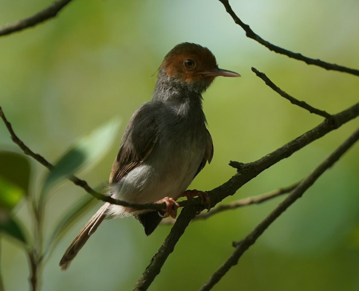 Ashy Tailorbird - ML638573327
