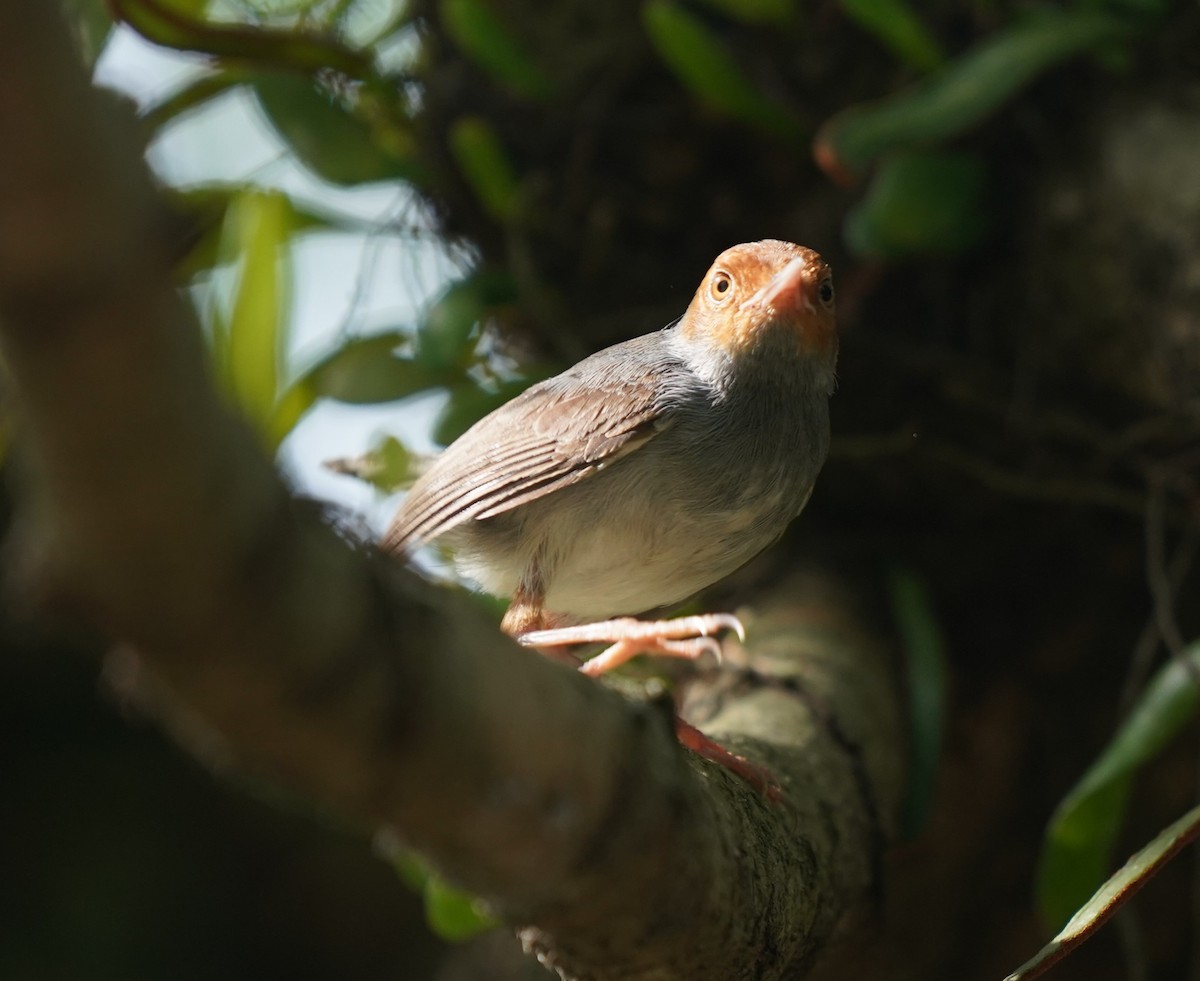 Ashy Tailorbird - ML638573328
