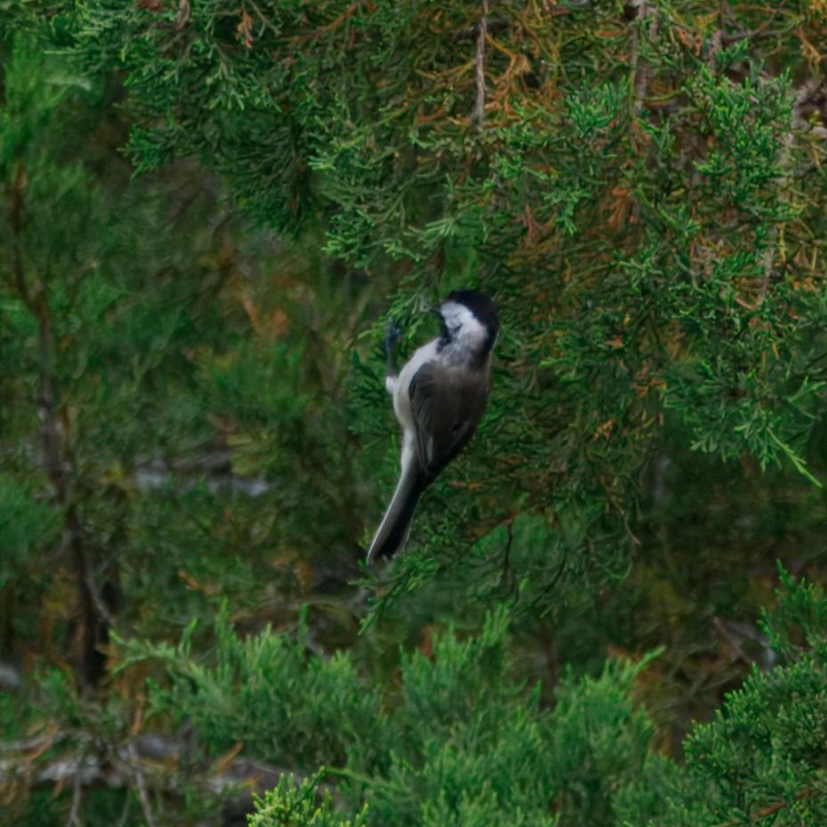 Carolina Chickadee - ML638573372