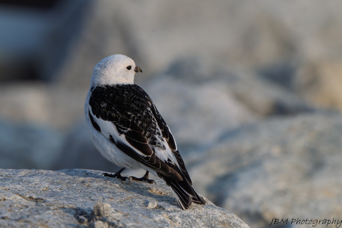 Snow Bunting - ML638573375
