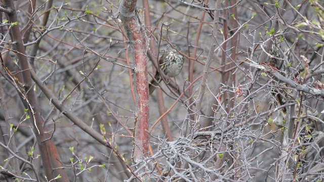 Fox Sparrow - ML638573396