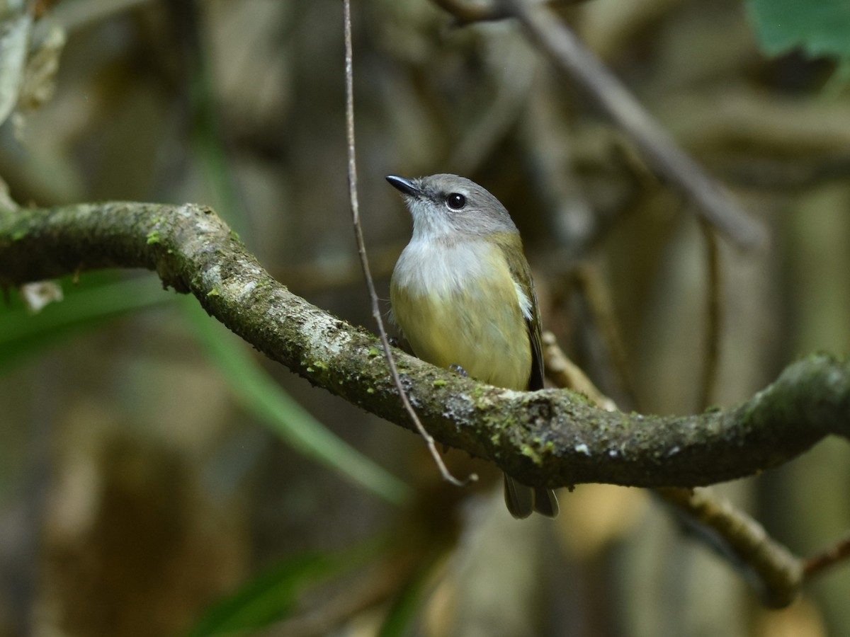 Gray Whistler - ML638573450