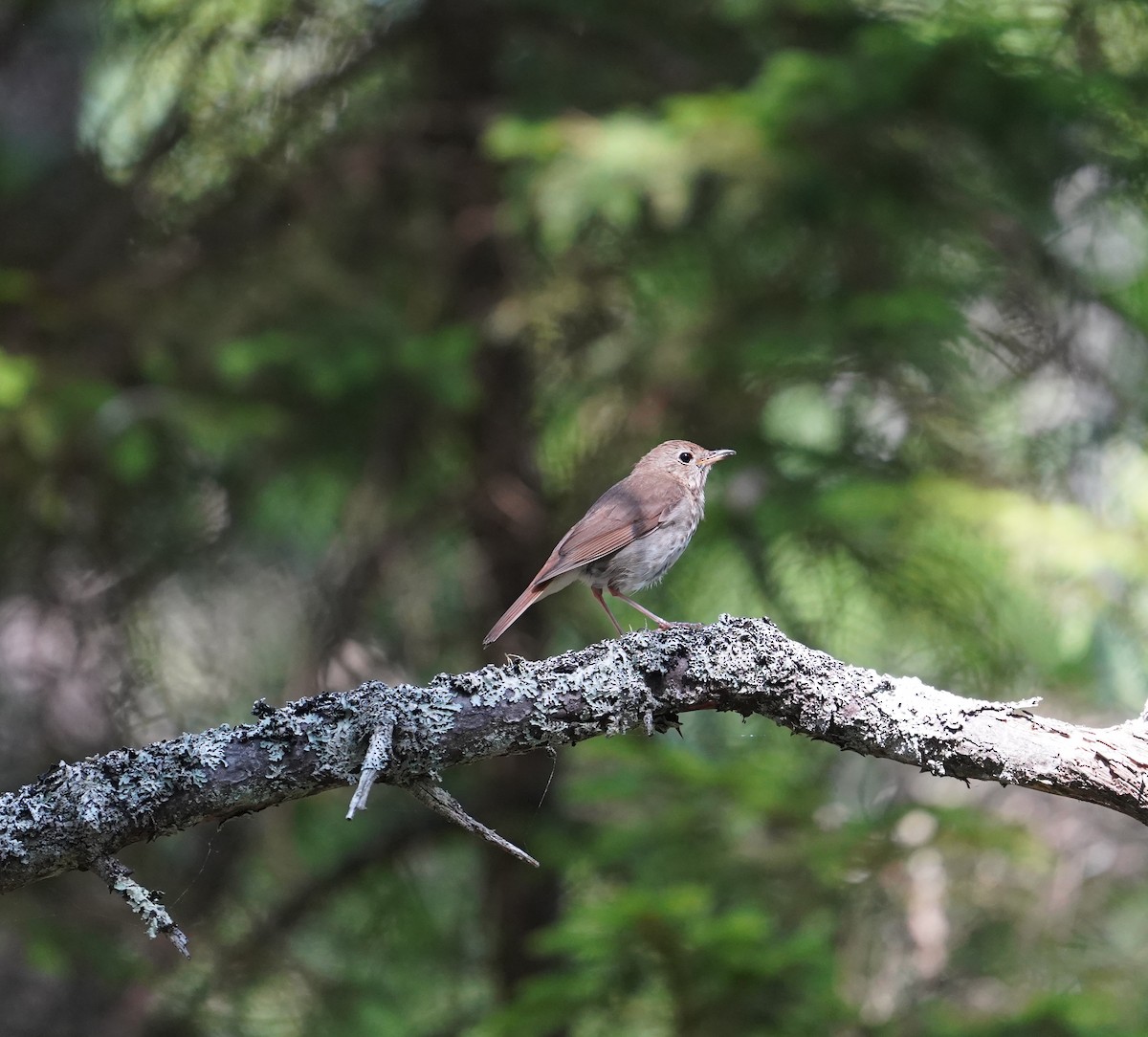 Hermit Thrush - ML638573455