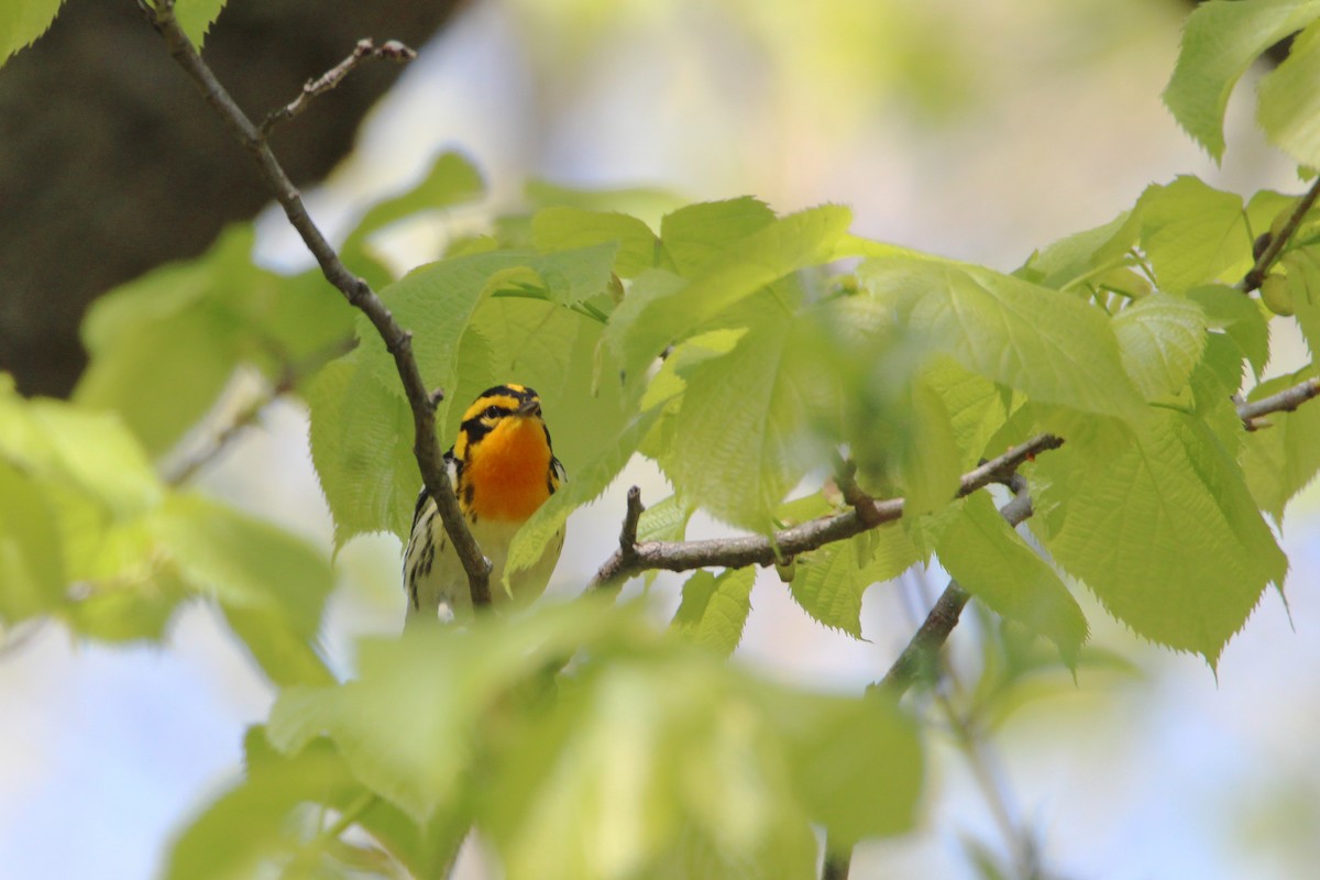 Blackburnian Warbler - ML638573459