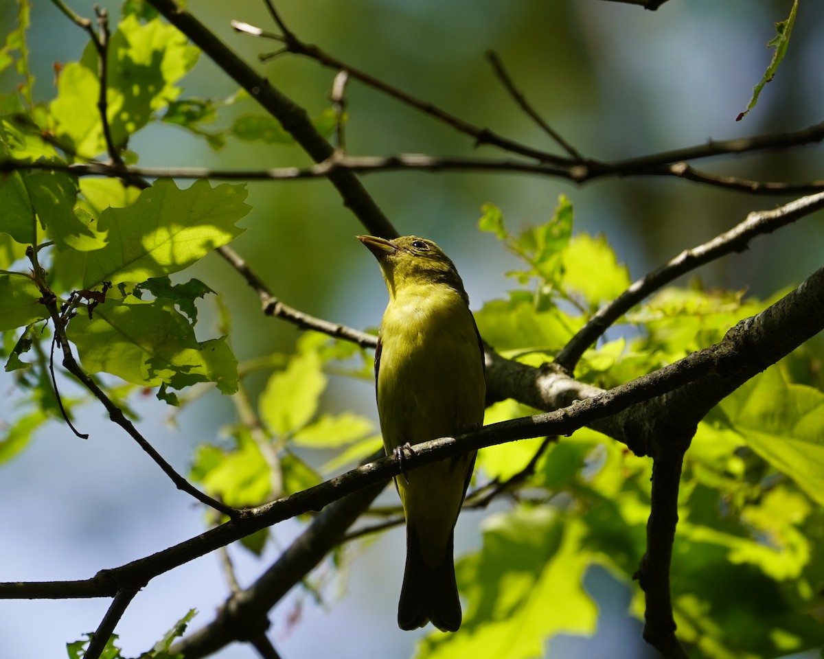 Scarlet Tanager - ML638573460