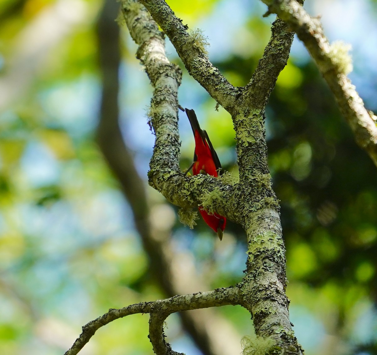 Scarlet Tanager - ML638573461