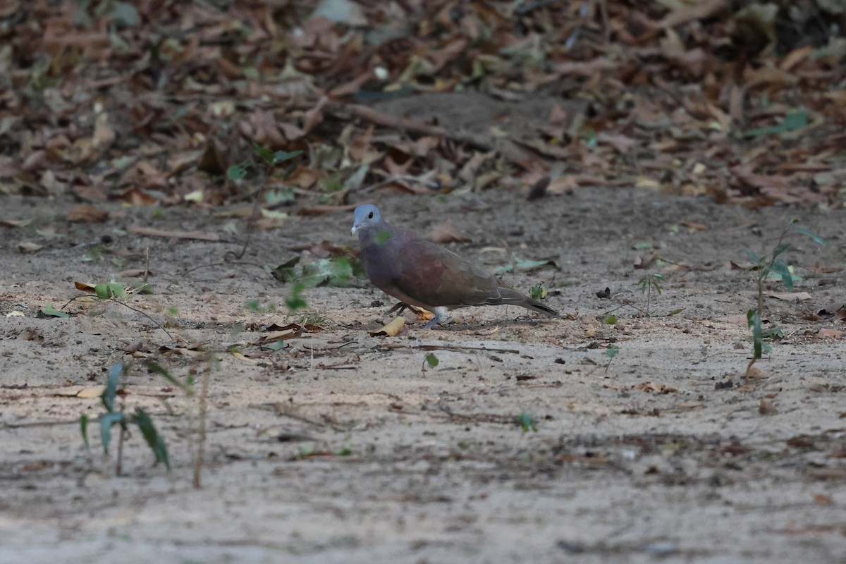 Malagasy Turtle-Dove - ML638573503