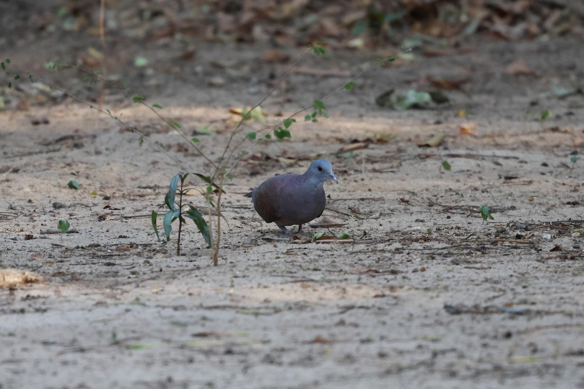 Malagasy Turtle-Dove - ML638573522