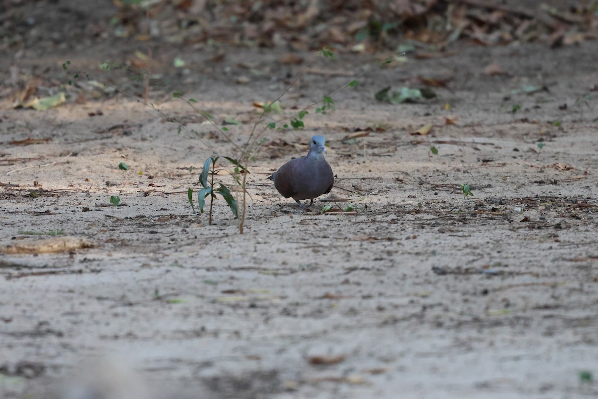 Malagasy Turtle-Dove - ML638573533