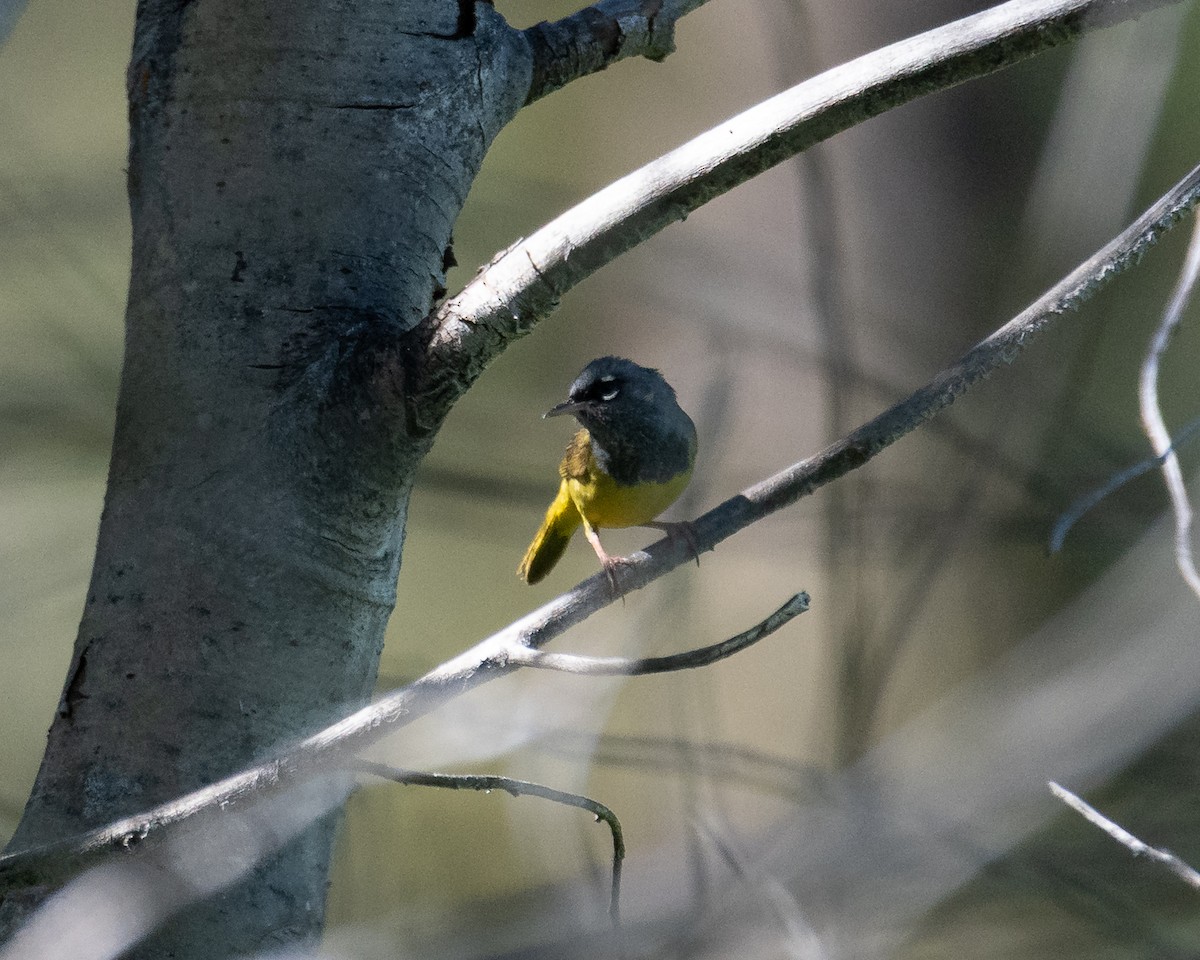 Dickichtwaldsänger - ML638573540