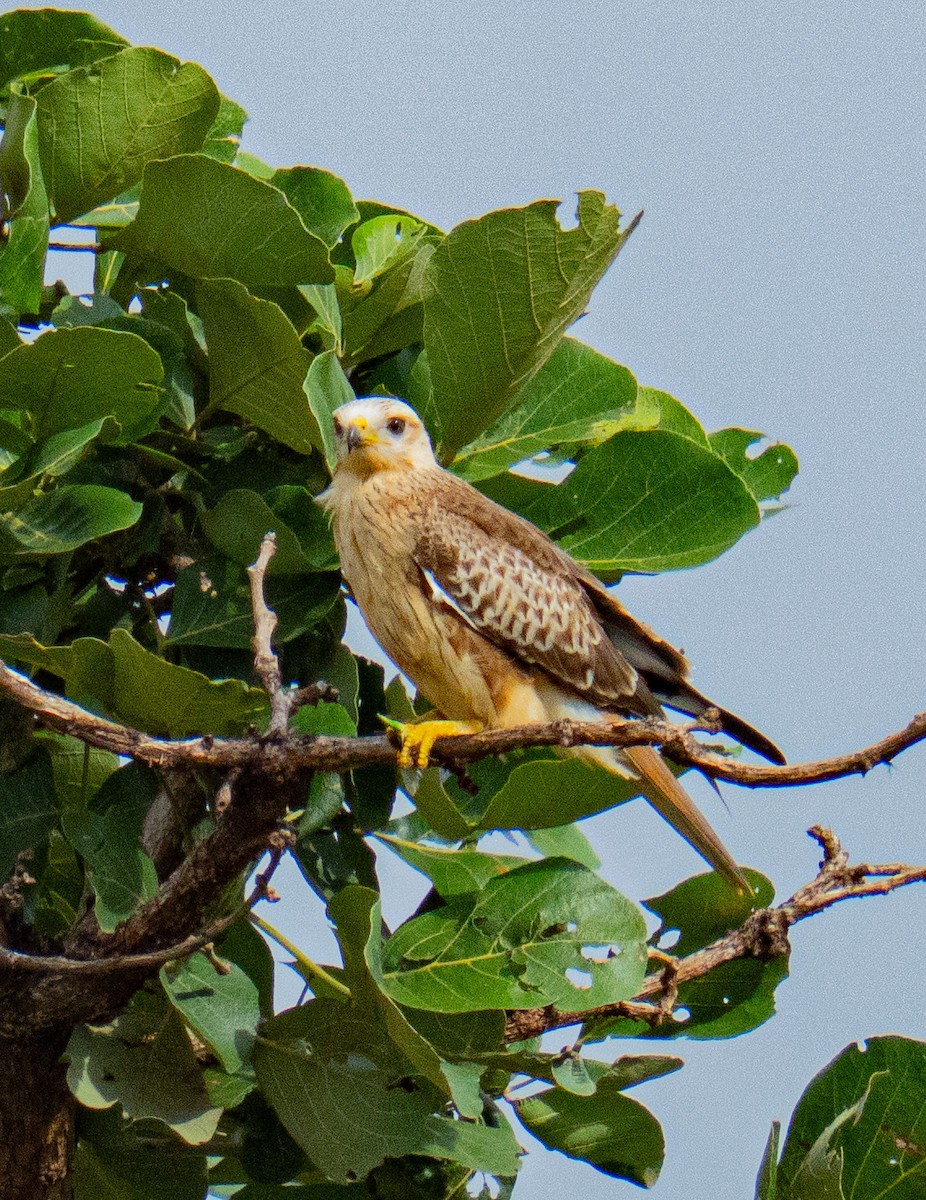 Weißaugenbussard - ML638573545