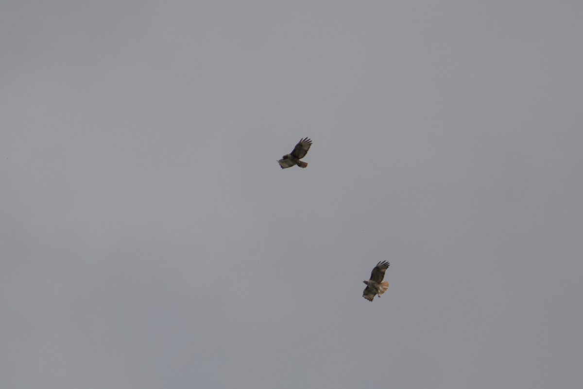 Rotschwanzbussard - ML638573558