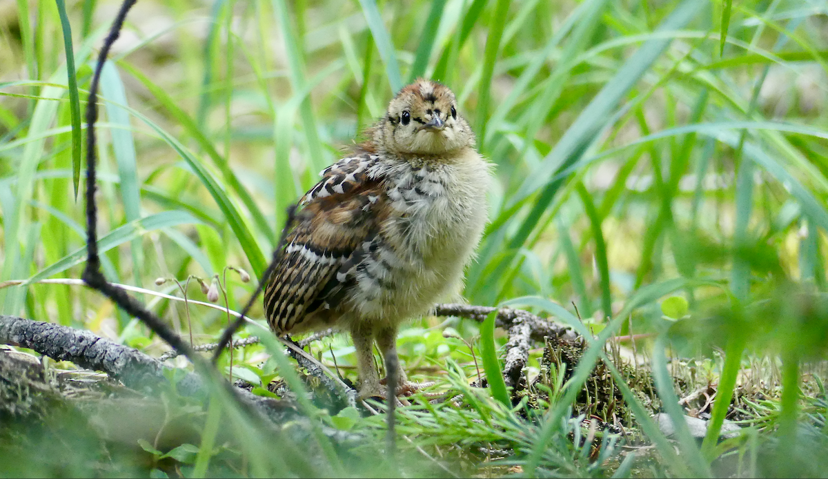 Tannenhuhn - ML638573573
