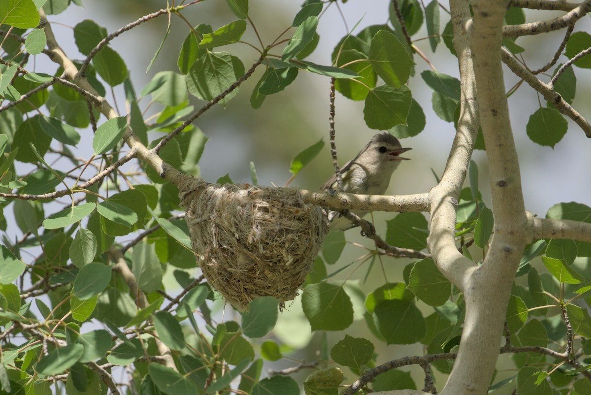 Sängervireo - ML638573576
