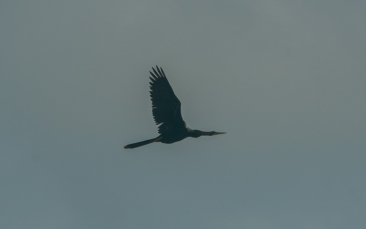Anhinga - ML638573635