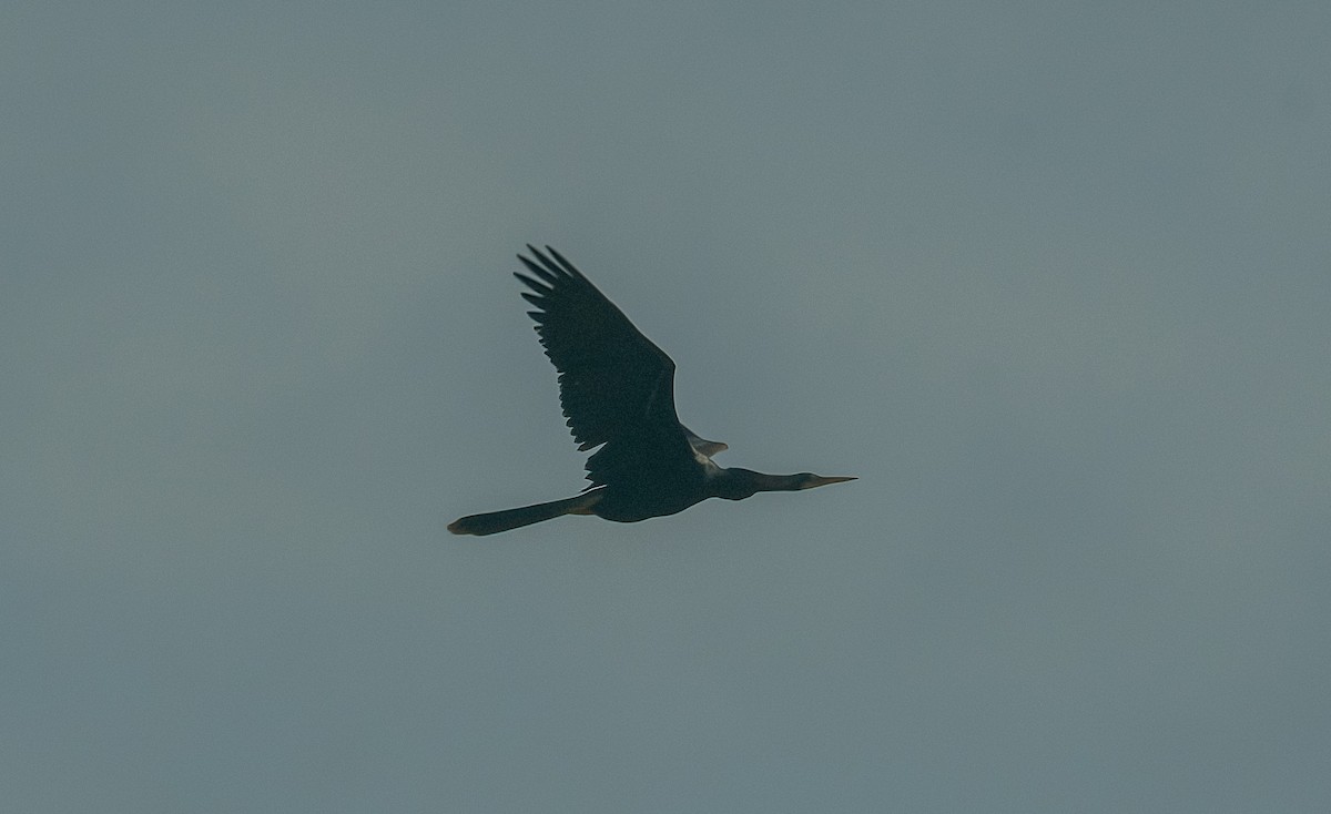 Anhinga - ML638573636