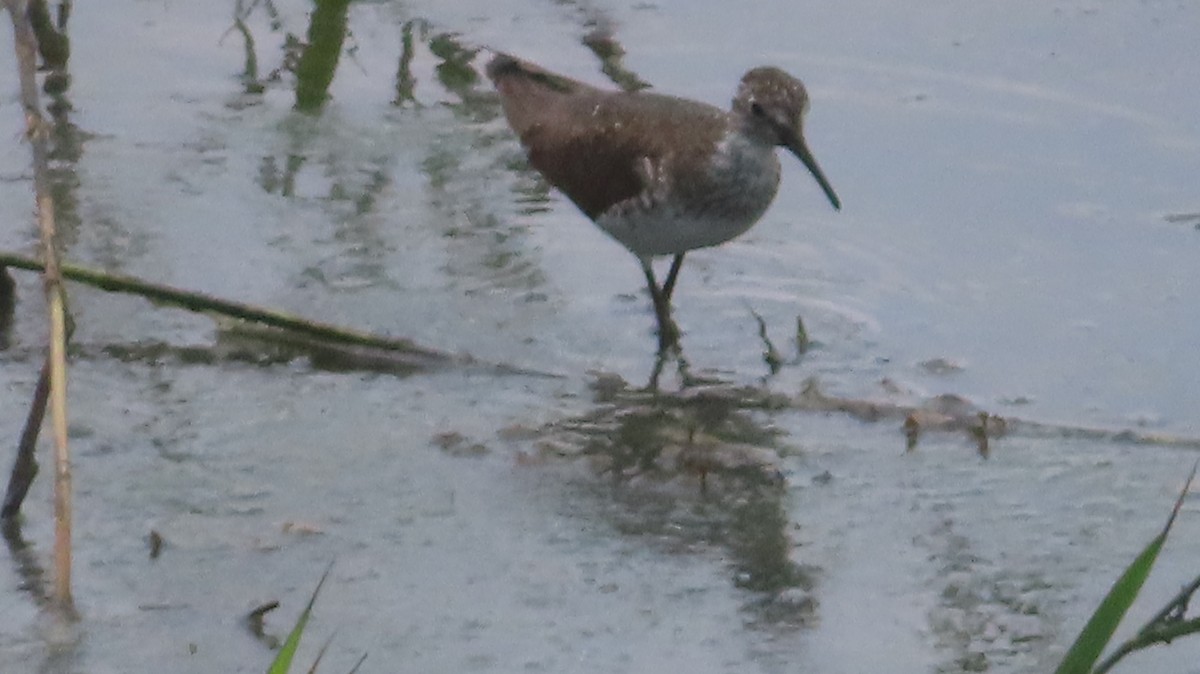 Einsiedelwasserläufer - ML638573647