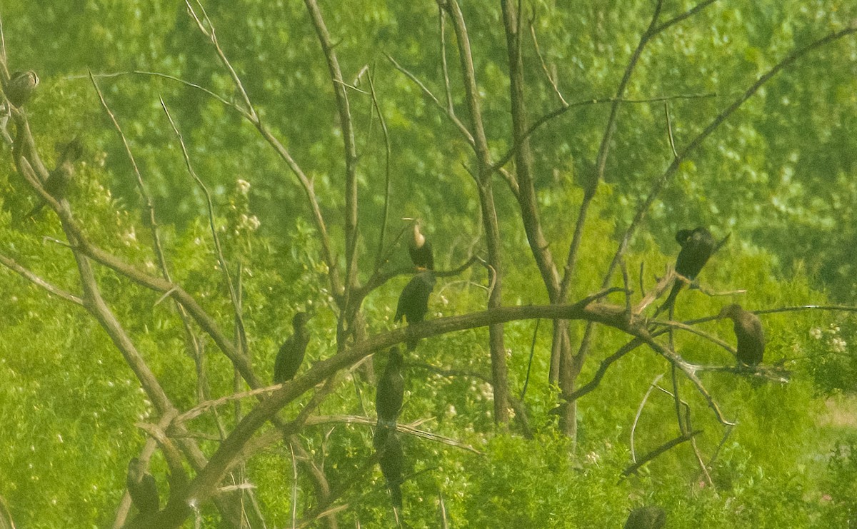 Anhinga - ML638573648