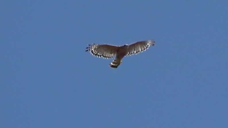Red-shouldered Hawk - ML638573652