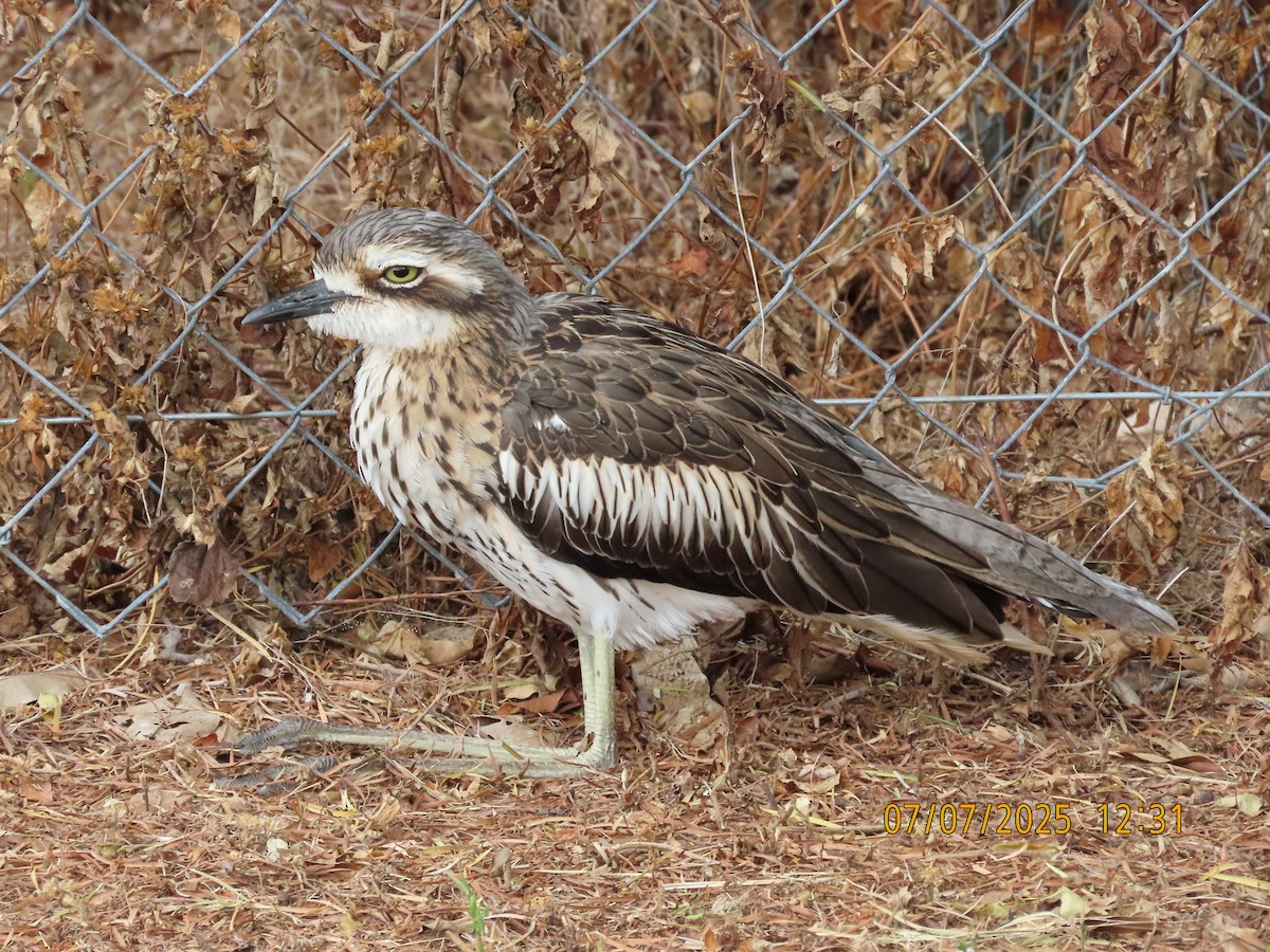 Bush Thick-knee - ML638573658