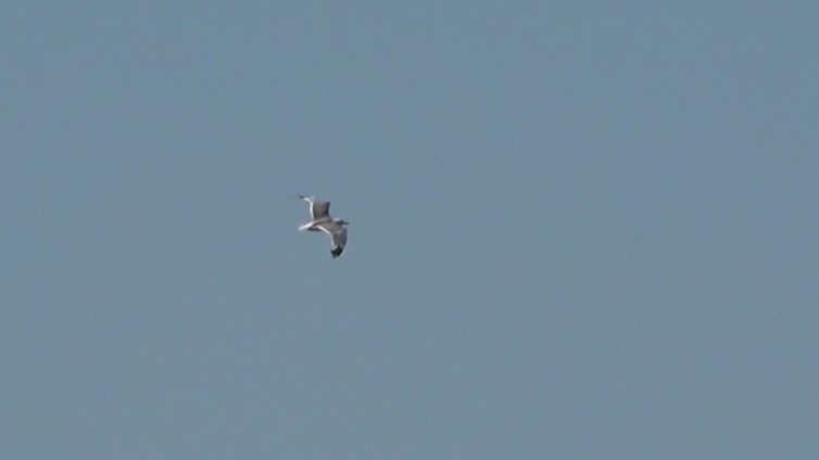 California Gull - ML638573663