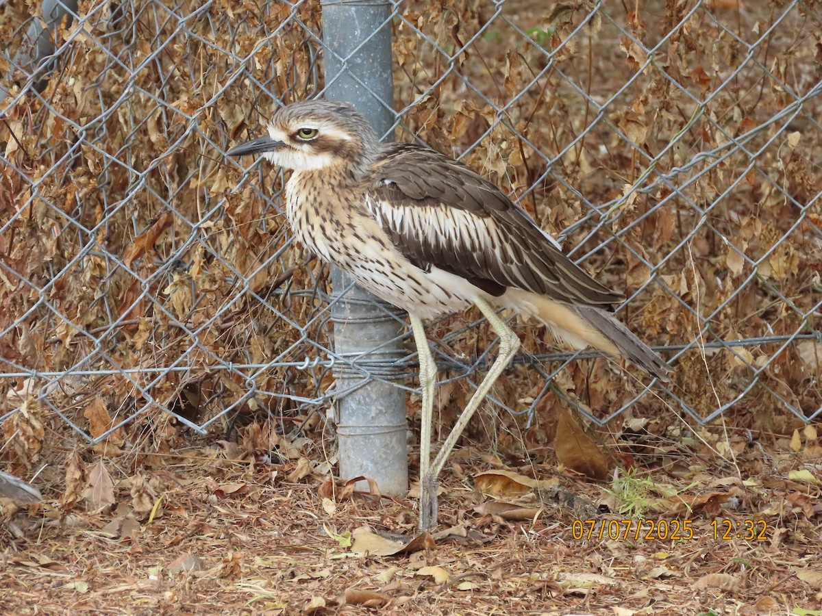 Bush Thick-knee - ML638573665