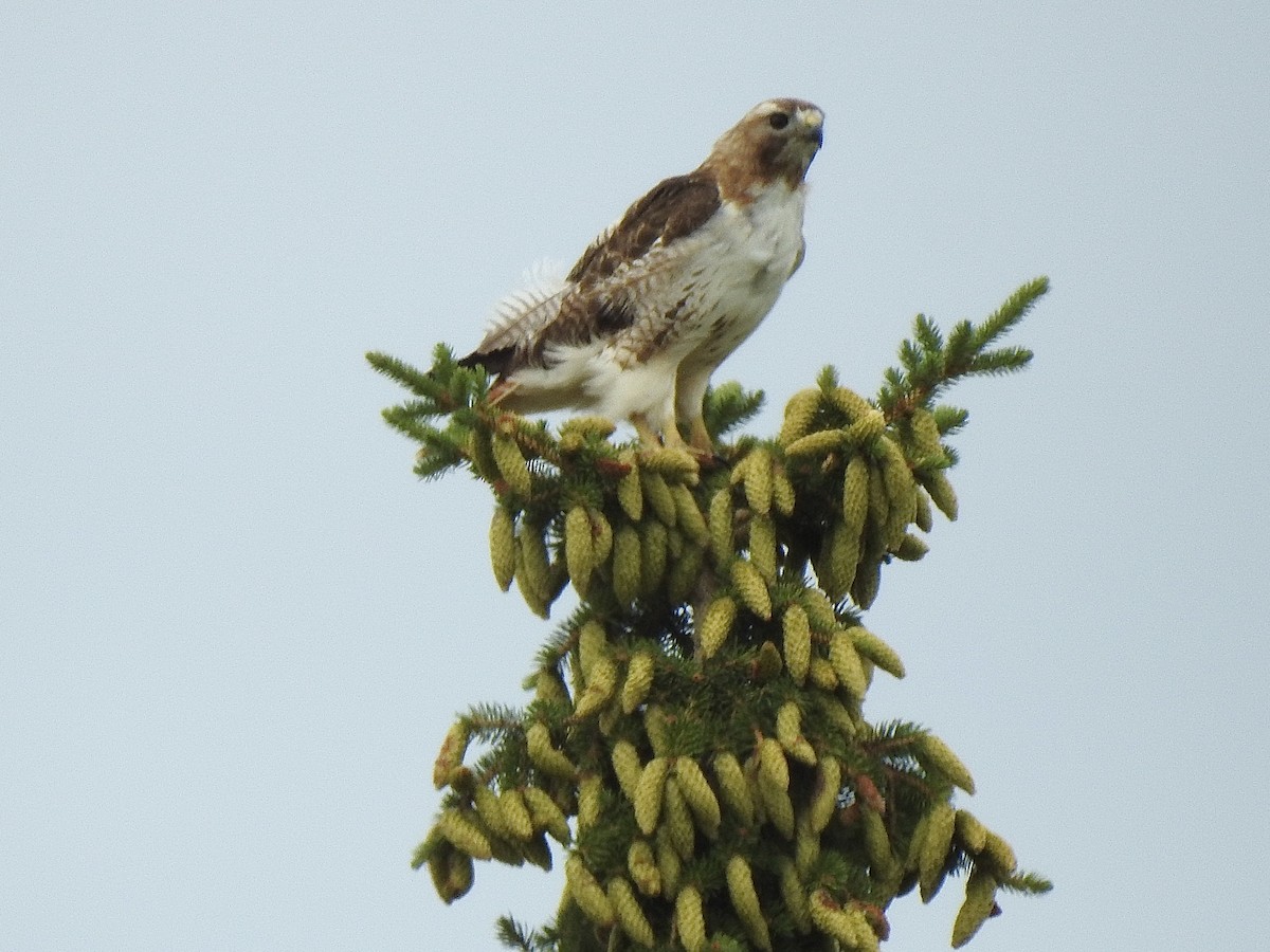 Red-tailed Hawk - ML638573666
