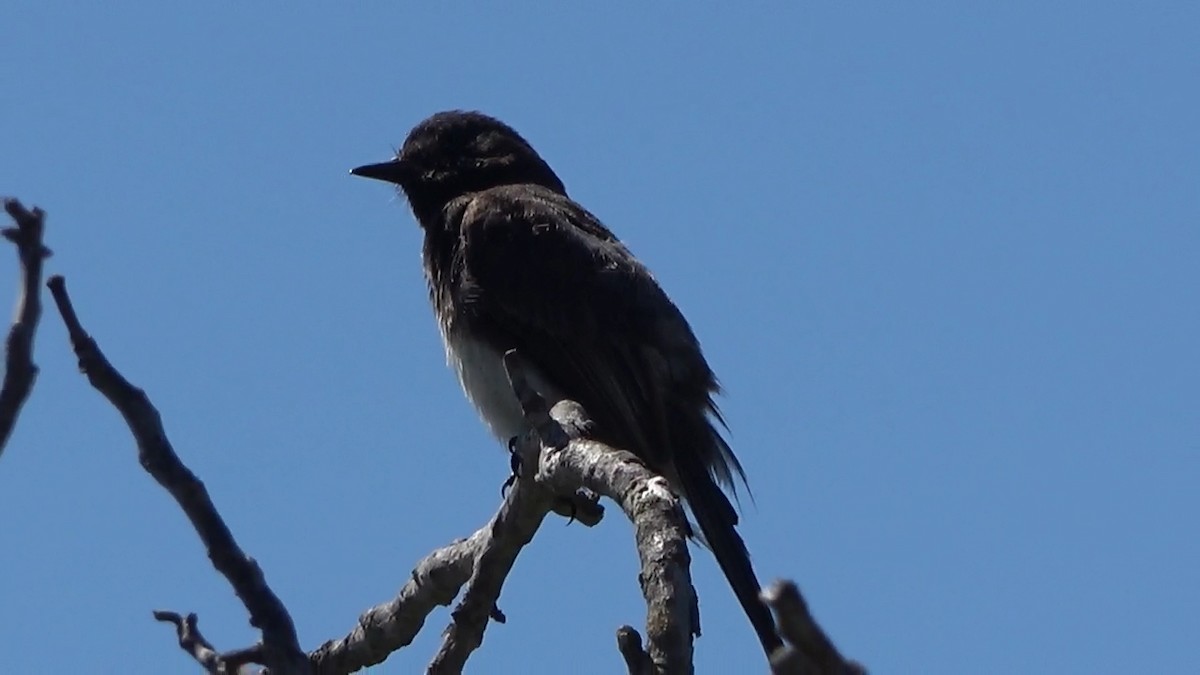 Black Phoebe - ML638573668