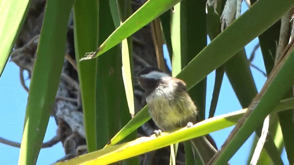 Chestnut-backed Chickadee - ML638573669