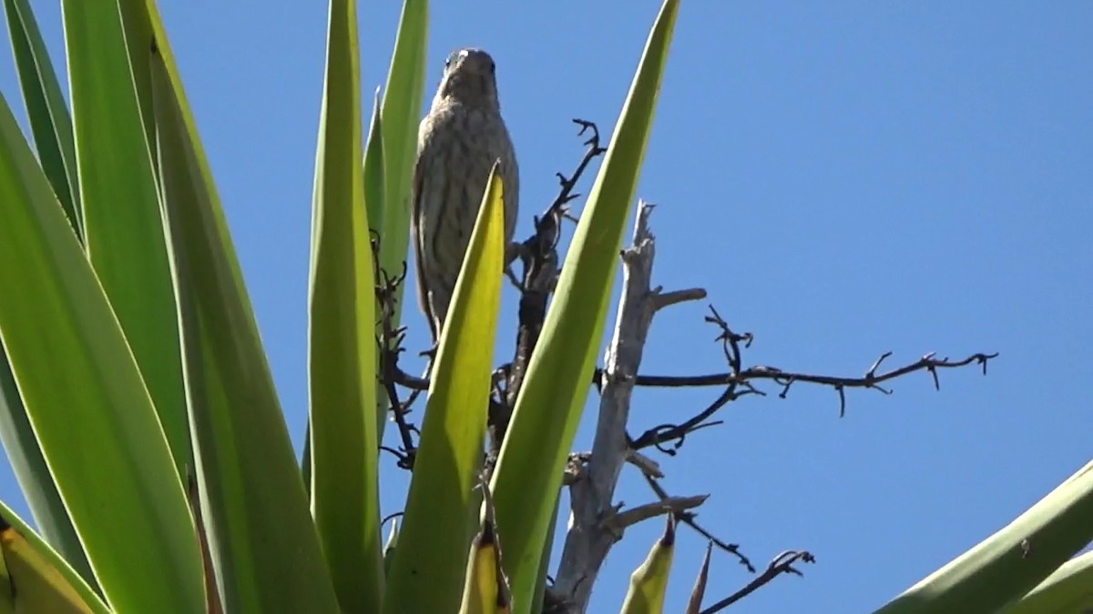 House Finch - ML638573671