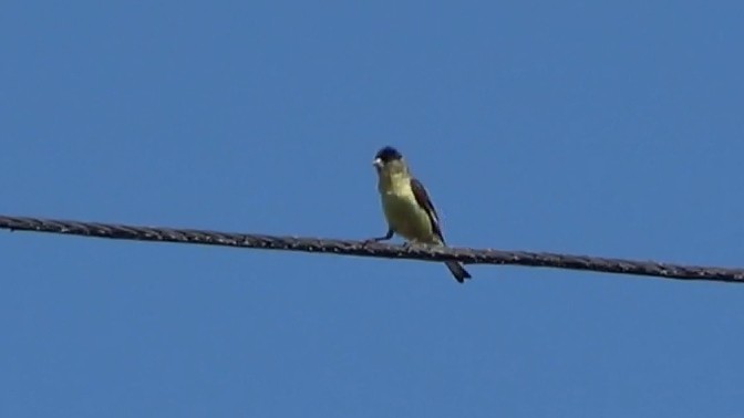 Lesser Goldfinch - ML638573674