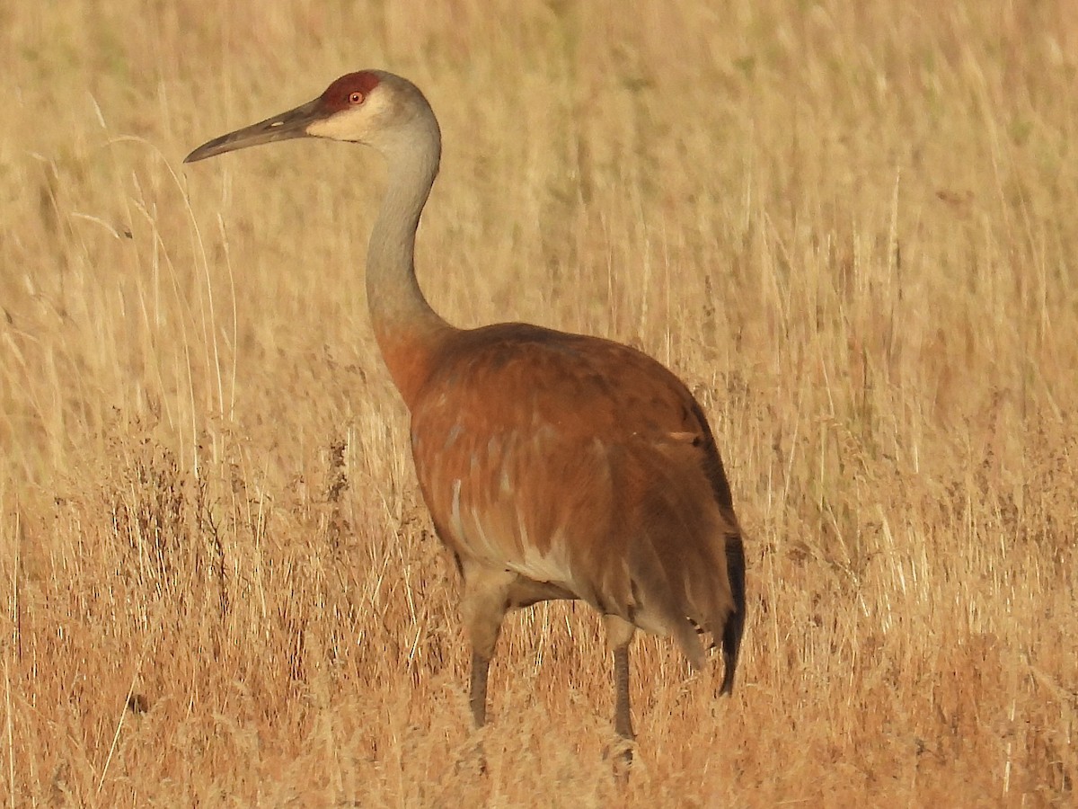 עגור קנדי - ML638573678