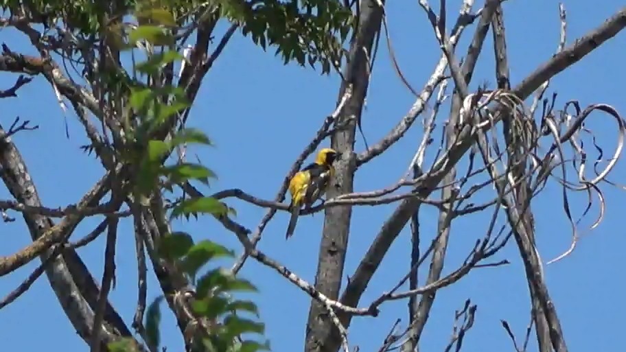 Hooded Oriole - ML638573680