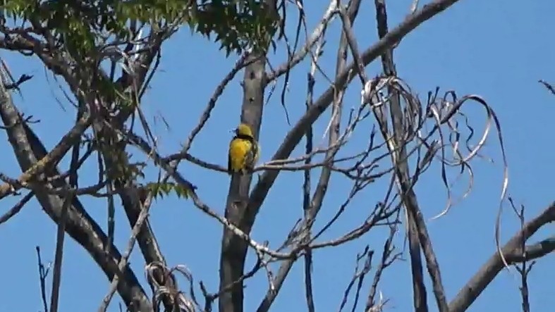 Hooded Oriole - ML638573681