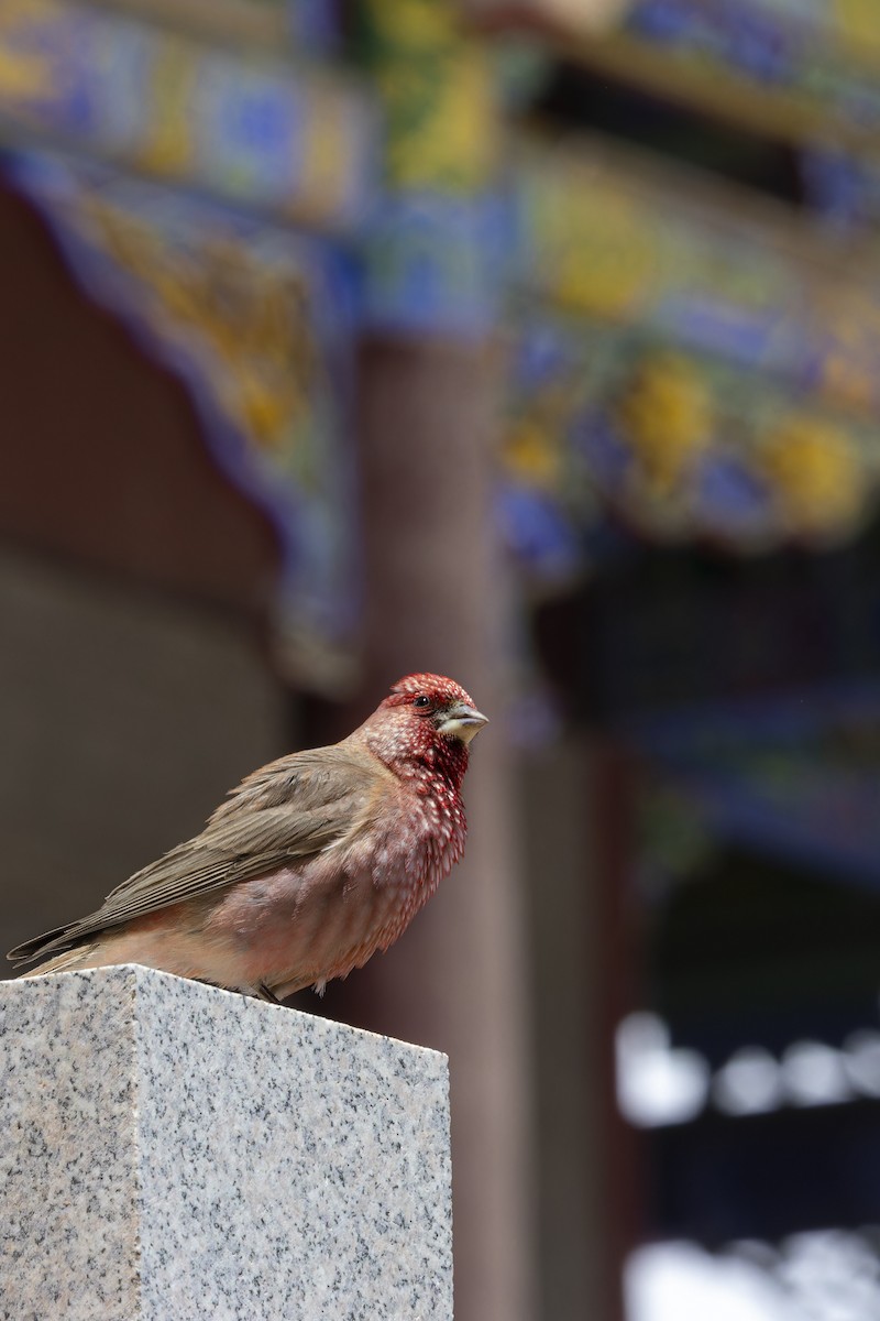 Great Rosefinch - ML638573683