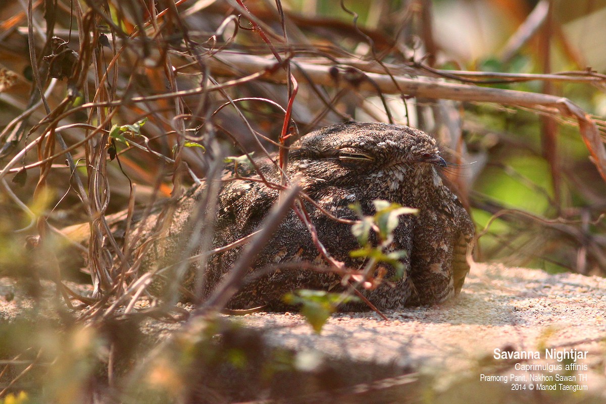 Savanna Nightjar (Northern) - ML638573687