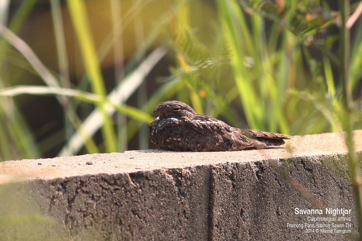 Savanna Nightjar (Northern) - ML638573688