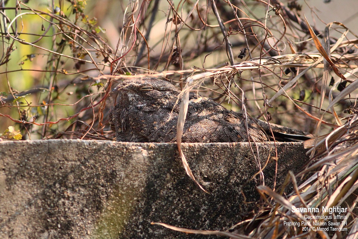 Savanna Nightjar (Northern) - ML638573689