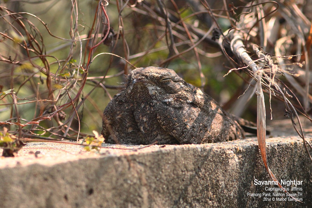 Savanna Nightjar (Northern) - ML638573690