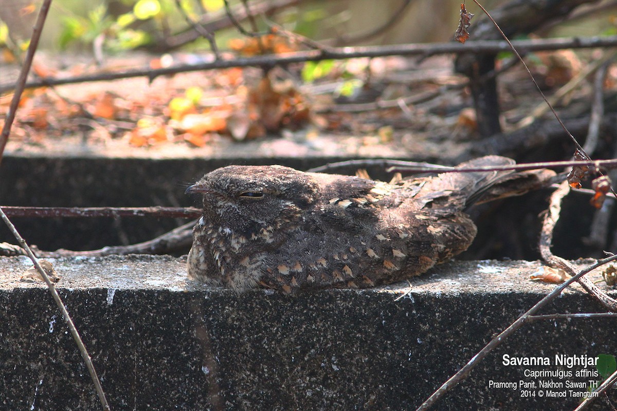Savanna Nightjar (Northern) - ML638573692