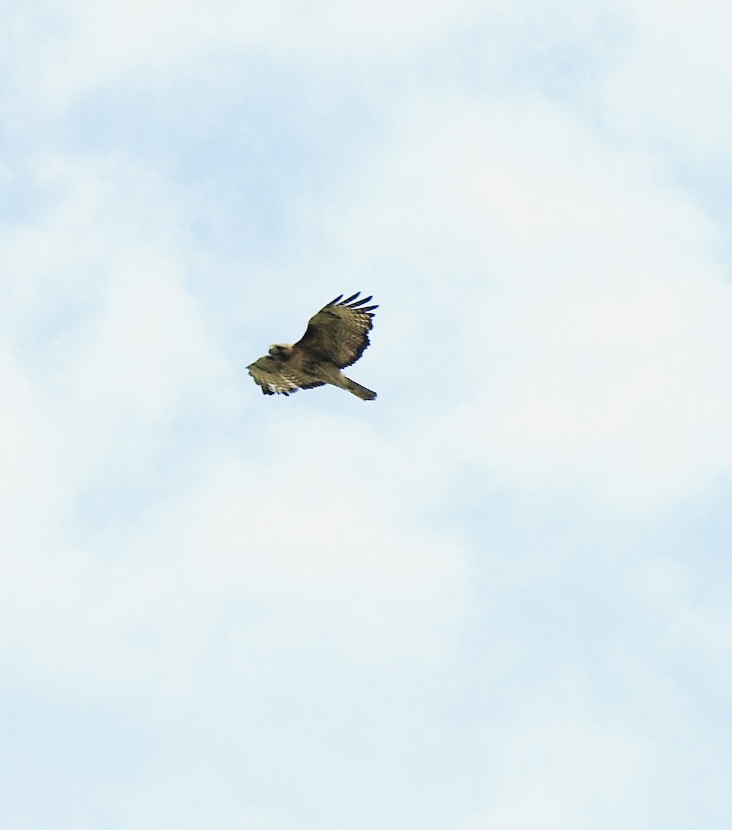 Red-tailed Hawk - ML638573693