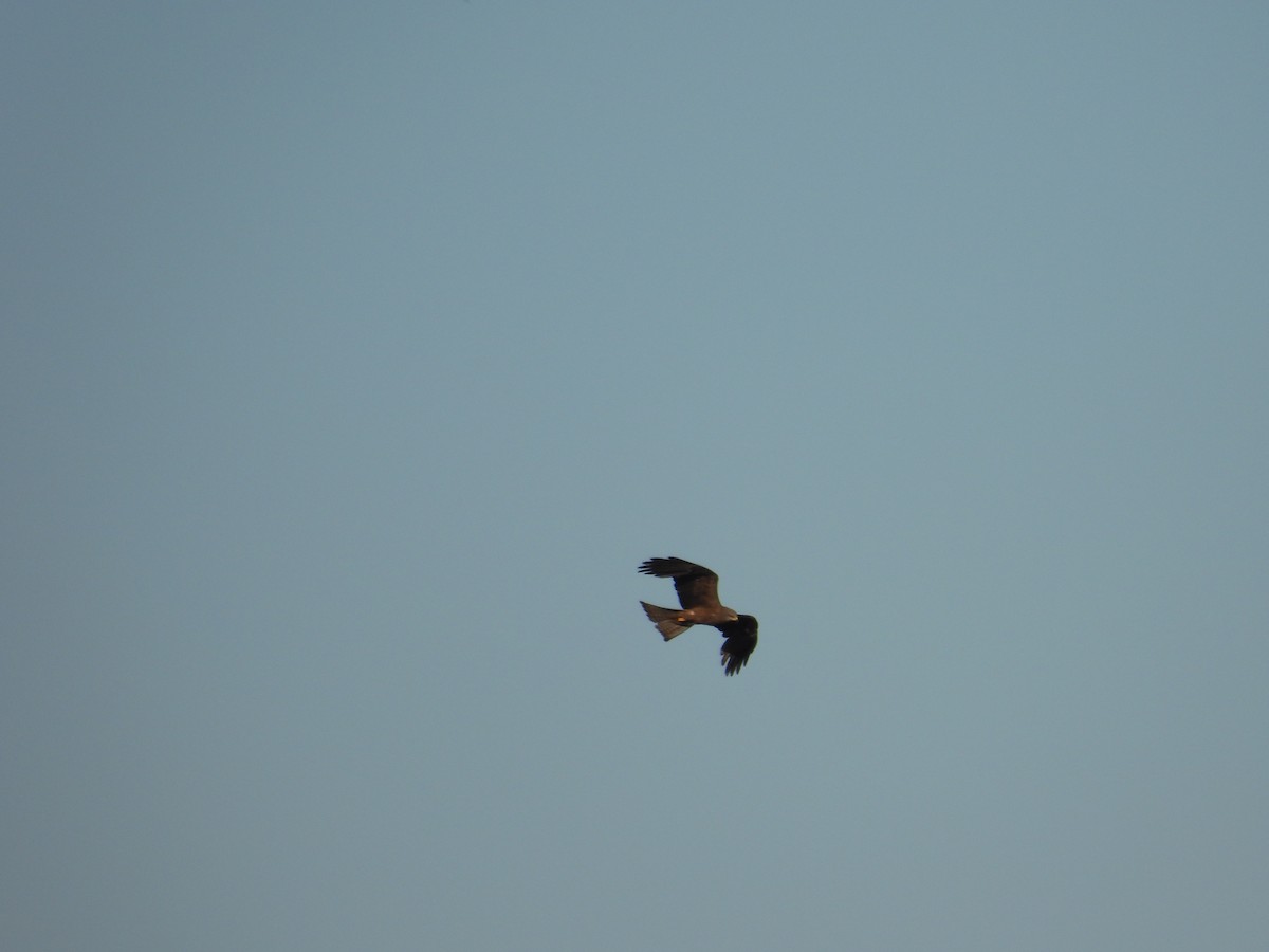 黑鳶 - ML638573694