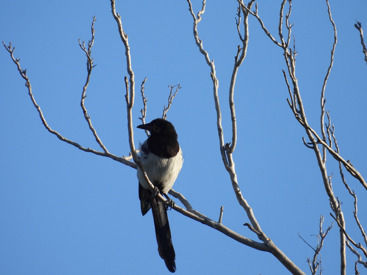 Eurasian Magpie - ML638573703
