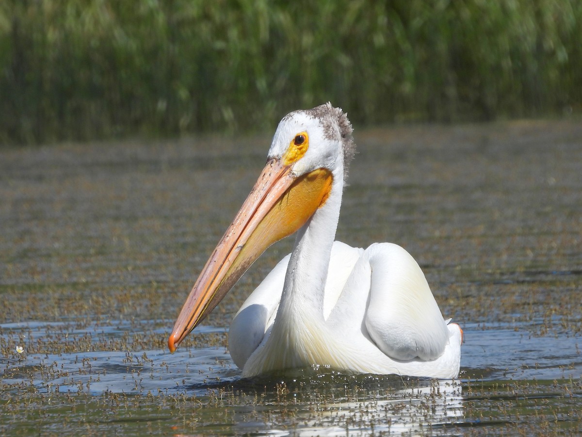 American White Pelican - ML638573704