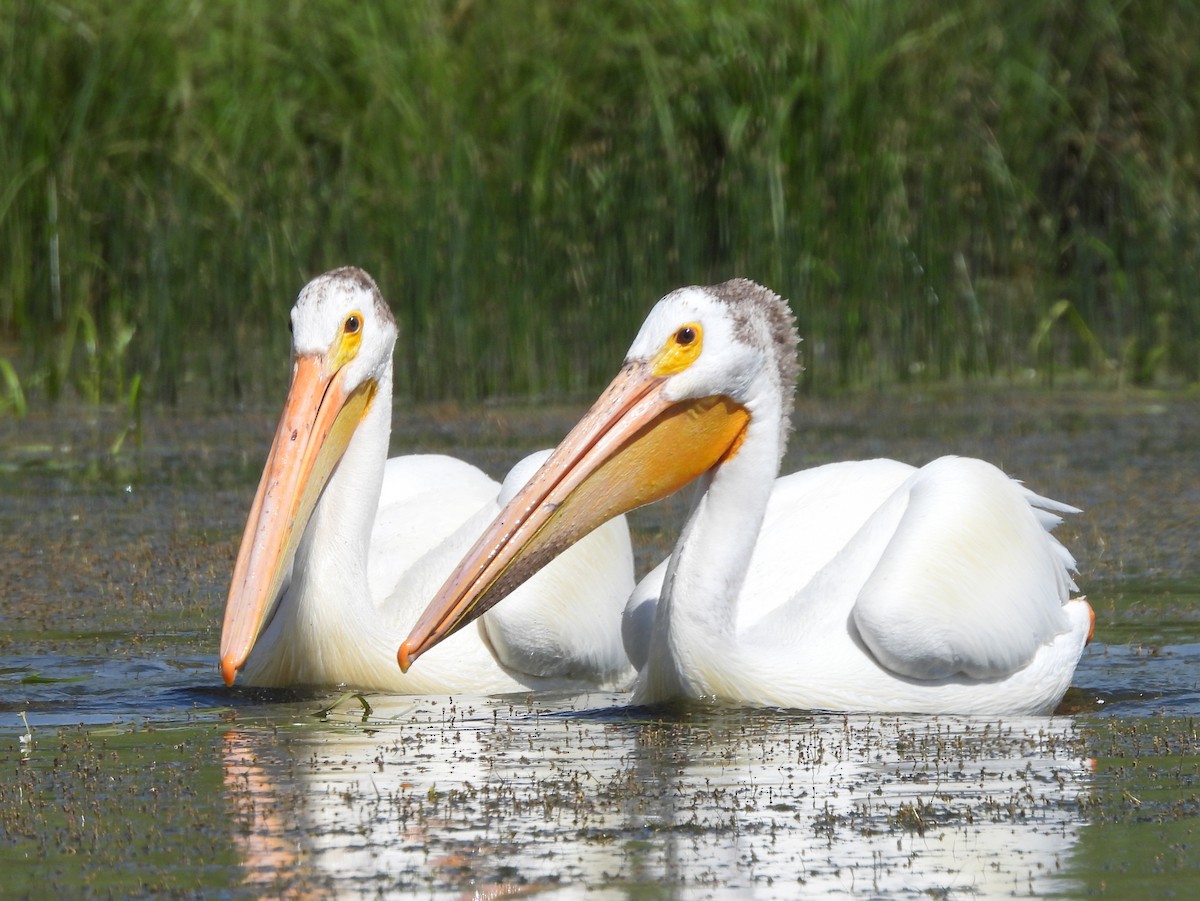 American White Pelican - ML638573706