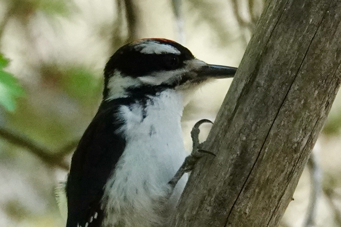Hairy Woodpecker - ML638573707