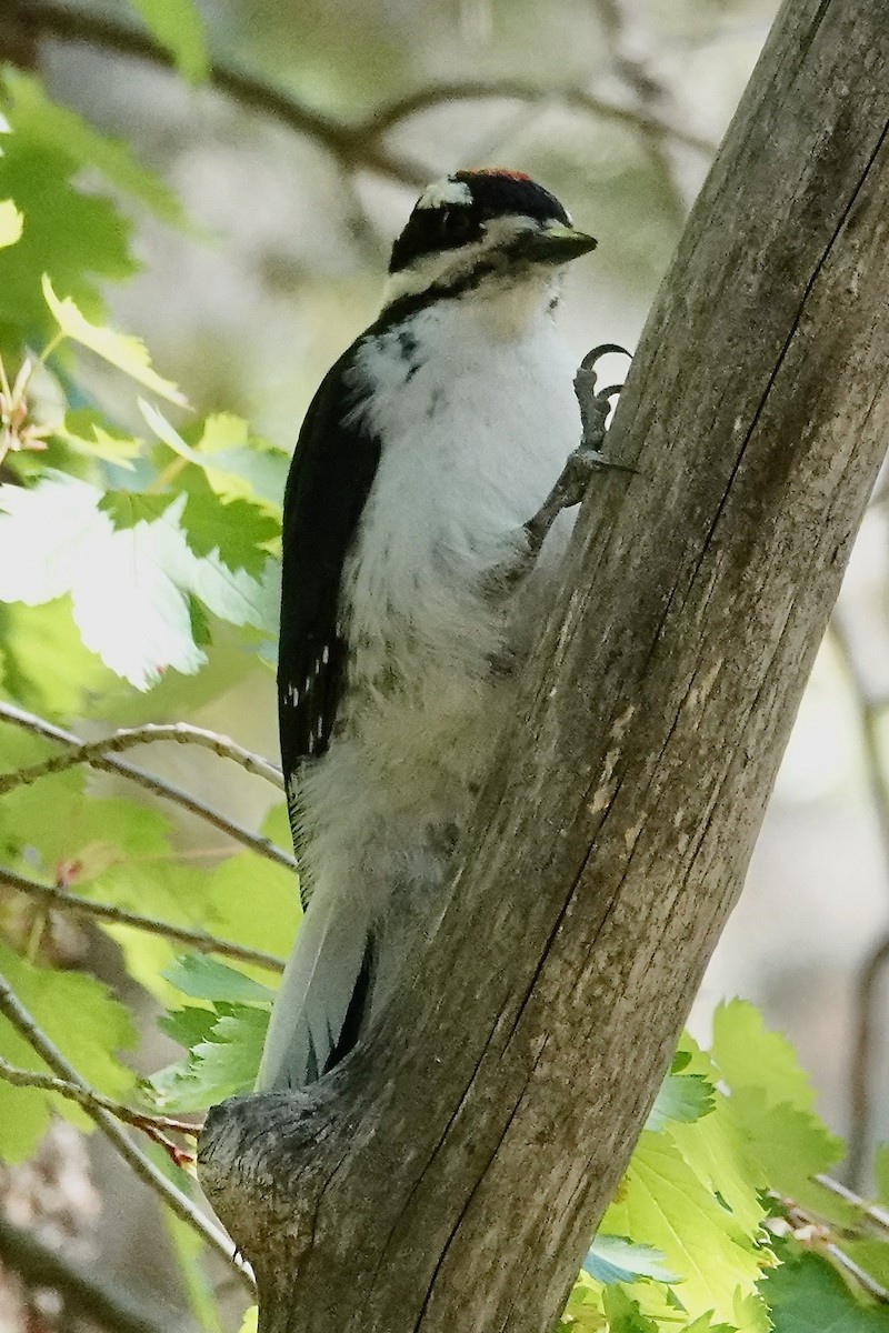 Hairy Woodpecker - ML638573708