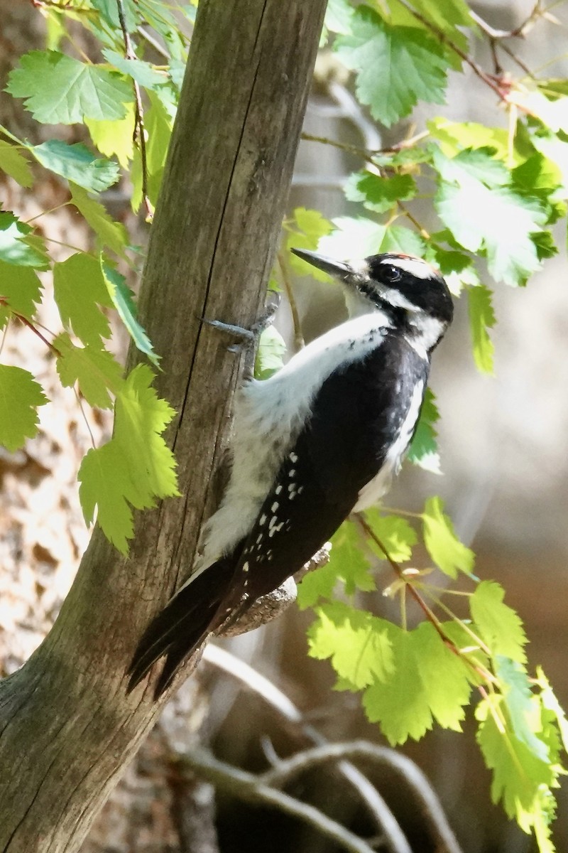 Hairy Woodpecker - ML638573709