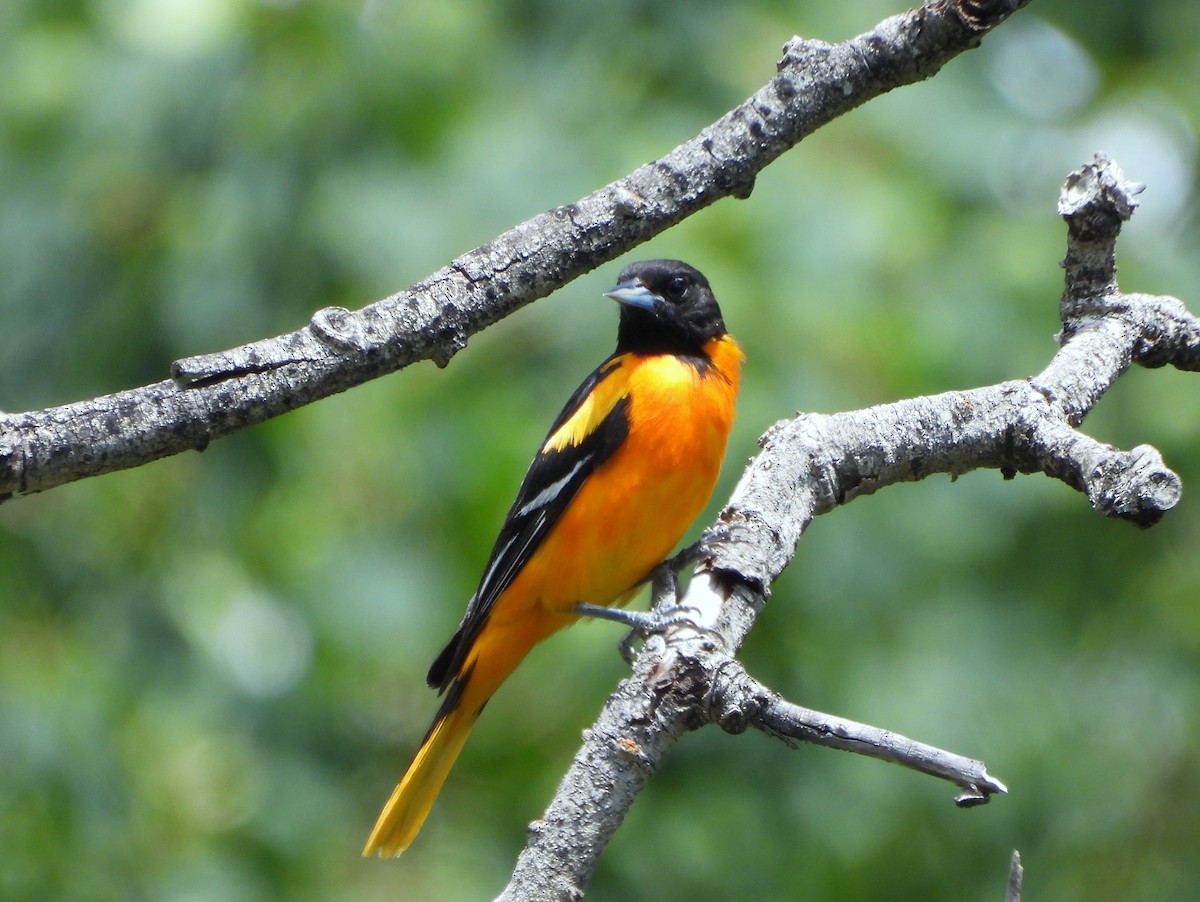Baltimore Oriole - ML638573710