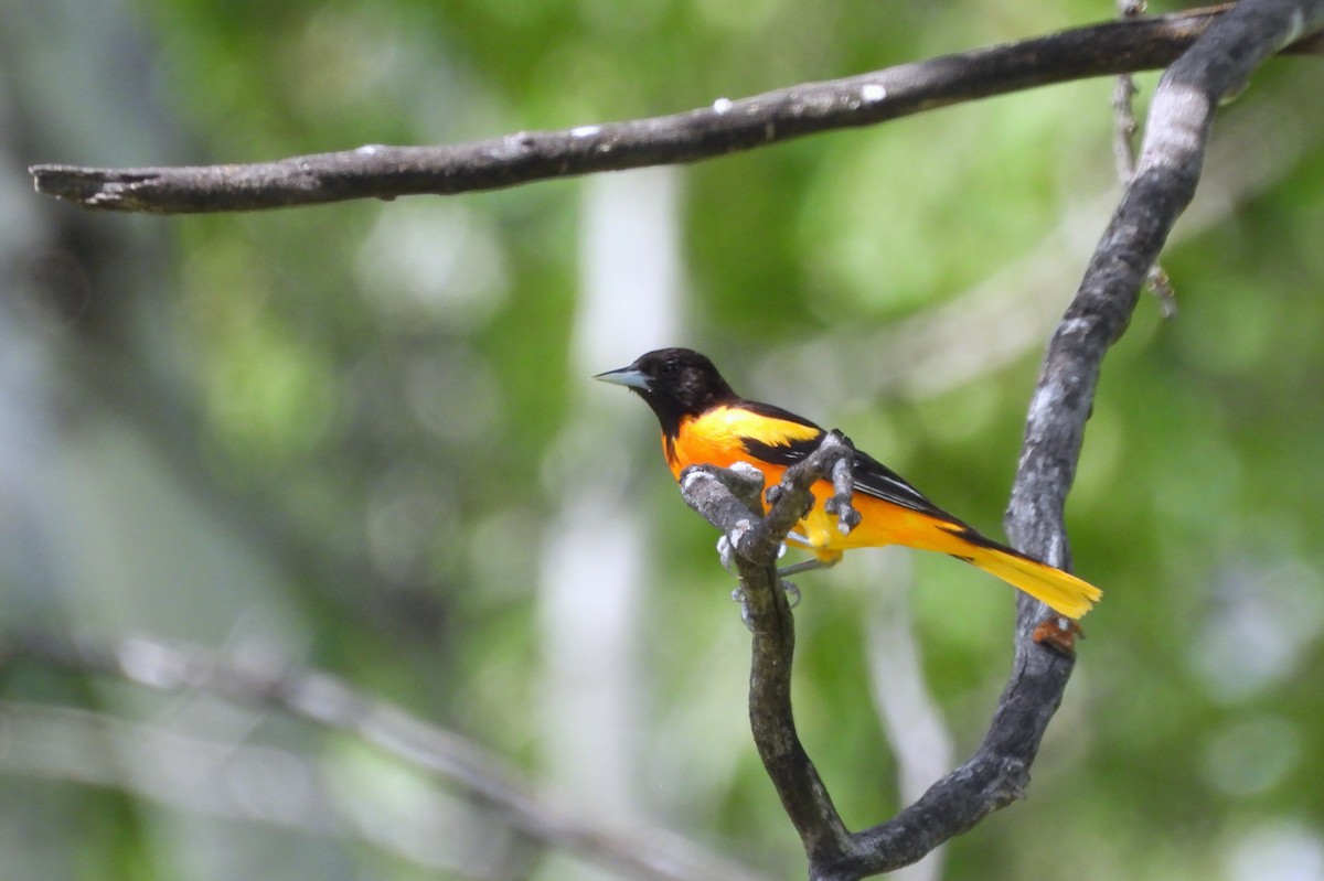 Baltimore Oriole - ML638573712